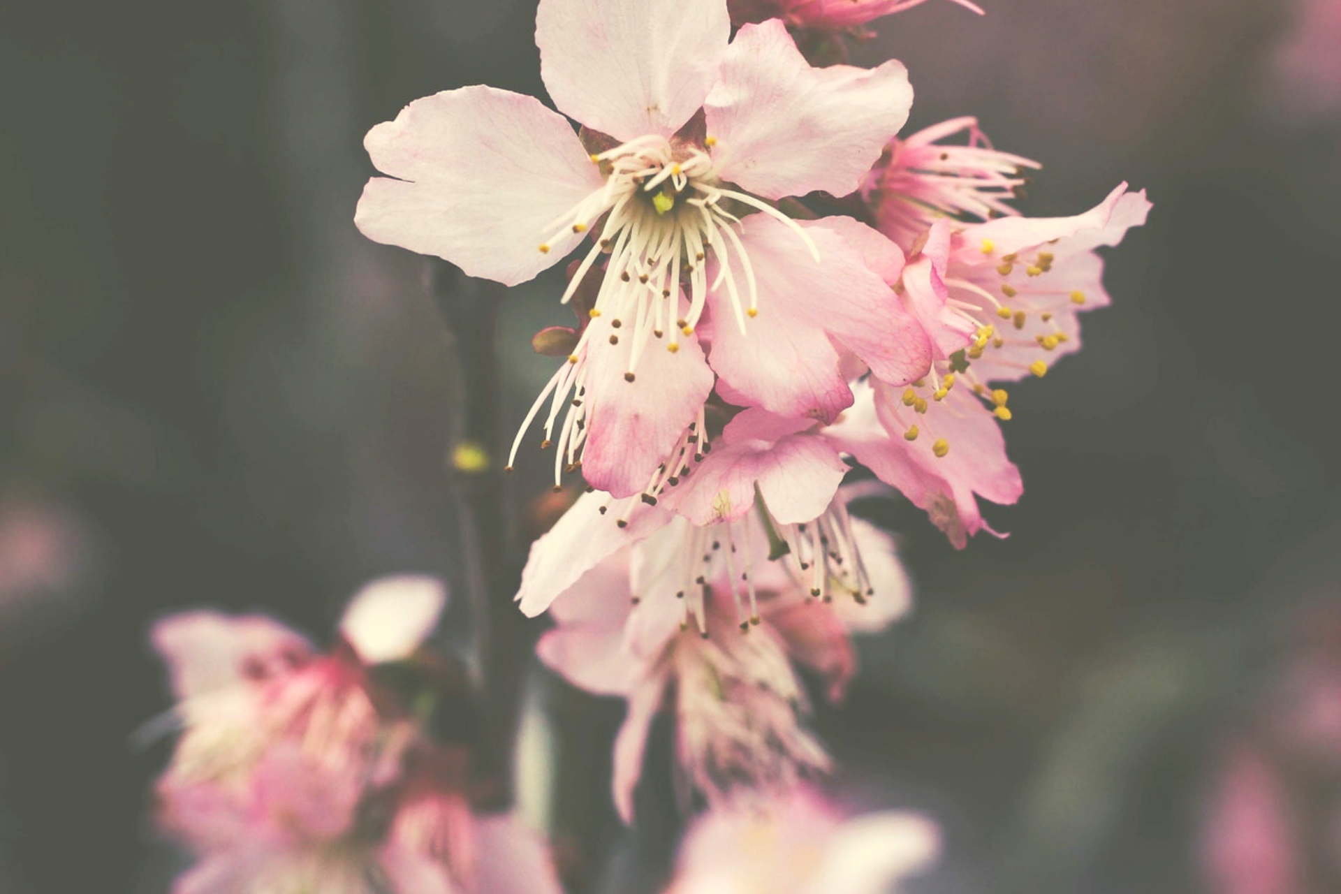 Pink blossom beauty